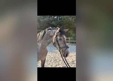 Ungarisches Sportpferd, Wallach, 3 Jahre, 161 cm, Apfelschimmel