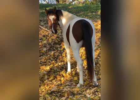 Ungarisches Sportpferd Mix, Wallach, 4 Jahre, 143 cm, Schecke