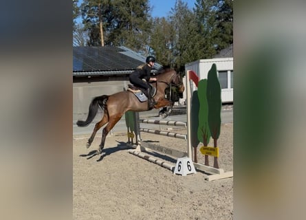 Ungarisches Sportpferd, Wallach, 4 Jahre, 160 cm, Brauner