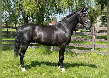 Ungarisches Sportpferd, Wallach, 4 Jahre, 165 cm, Rappe