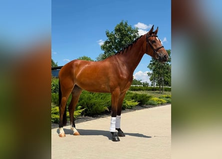 Ungarisches Sportpferd, Wallach, 4 Jahre, 165 cm, Rotbrauner