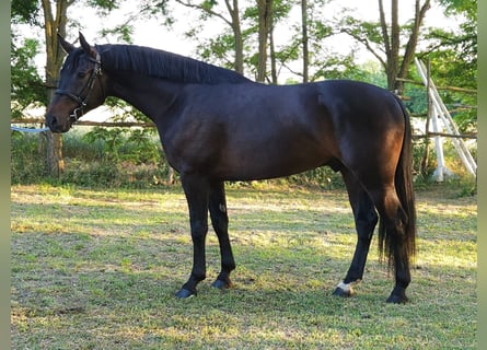Ungarisches Sportpferd, Wallach, 4 Jahre, 166 cm, Dunkelbrauner