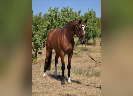 Ungarisches Sportpferd, Wallach, 4 Jahre, 169 cm, Brauner