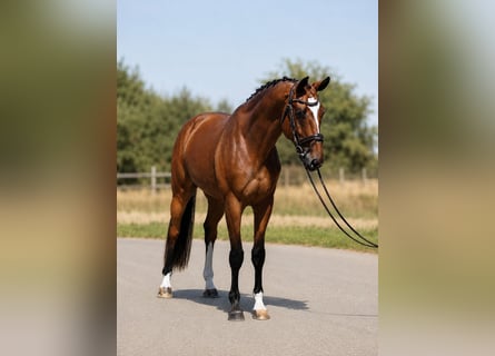 Ungarisches Sportpferd, Wallach, 4 Jahre, 169 cm, Brauner