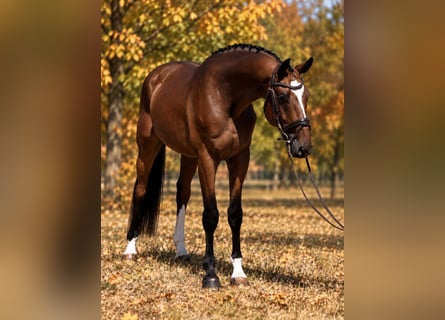 Ungarisches Sportpferd, Wallach, 4 Jahre, 169 cm, Brauner