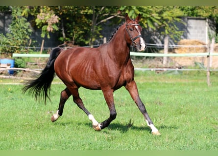 Ungarisches Sportpferd, Wallach, 4 Jahre, 170 cm, Rotbrauner