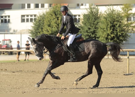 Ungarisches Sportpferd, Wallach, 4 Jahre, 177 cm