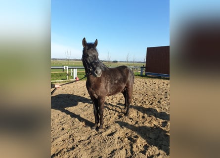 Ungarisches Sportpferd Mix, Wallach, 5 Jahre, 152 cm, Rappschimmel