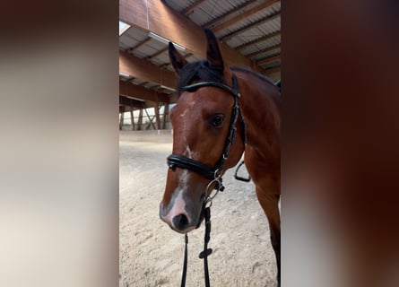 Ungarisches Sportpferd, Wallach, 5 Jahre, 160 cm, Brauner