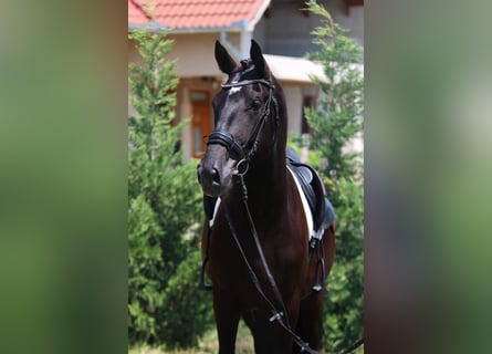 Ungarisches Sportpferd, Wallach, 5 Jahre, 160 cm, Rappe