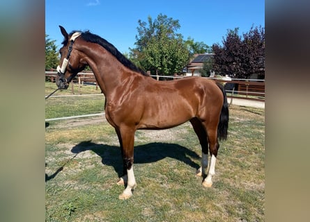 Ungarisches Sportpferd Mix, Wallach, 5 Jahre, 160 cm, Rotbrauner