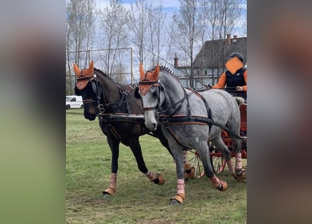 Ungarisches Sportpferd, Wallach, 5 Jahre, 162 cm, Rotbrauner
