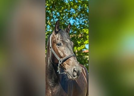 Ungarisches Sportpferd, Wallach, 5 Jahre, 163 cm, Rappe