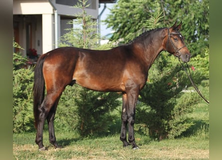 Ungarisches Sportpferd, Wallach, 5 Jahre, 165 cm, Brauner