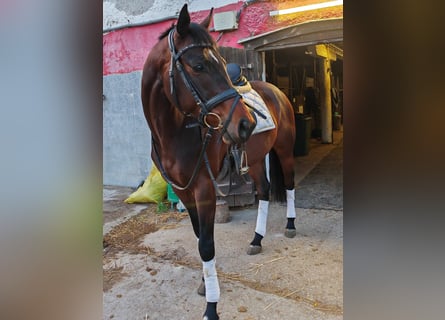 Ungarisches Sportpferd, Wallach, 5 Jahre, 165 cm, Dunkelbrauner
