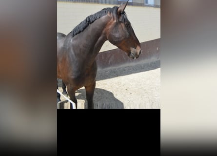 Ungarisches Sportpferd, Wallach, 5 Jahre, 166 cm, Schwarzbrauner