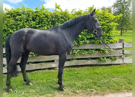Ungarisches Sportpferd, Wallach, 5 Jahre, 167 cm, Rappe