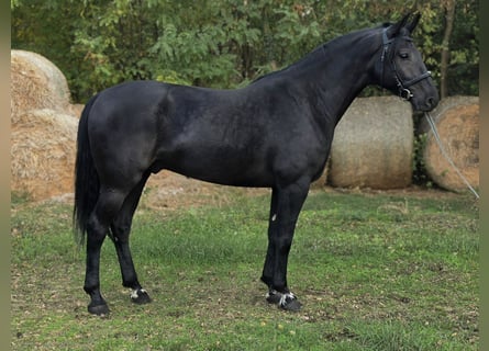 Ungarisches Sportpferd, Wallach, 5 Jahre, 169 cm, Rappe