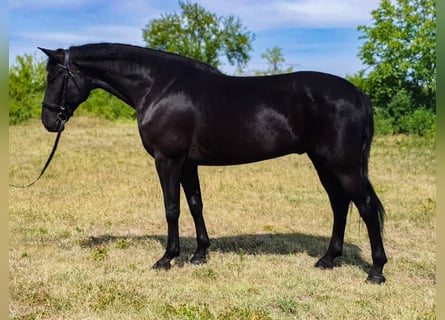 Ungarisches Sportpferd Mix, Wallach, 5 Jahre, 169 cm, Rappe