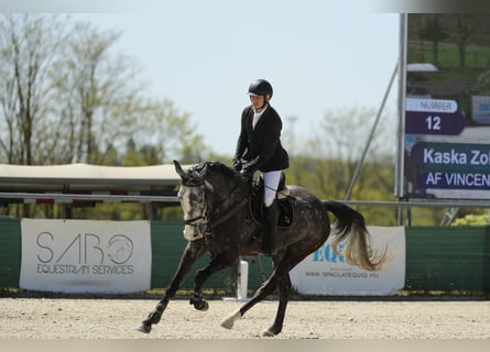 Ungarisches Sportpferd, Wallach, 5 Jahre, 177 cm, Schimmel