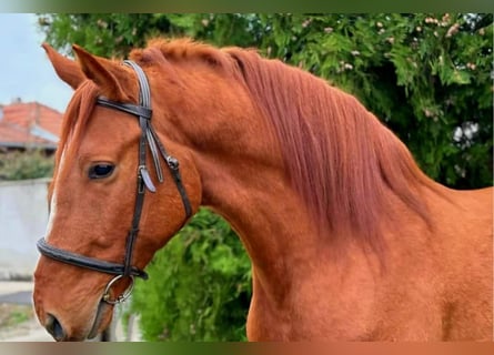 Ungarisches Sportpferd, Wallach, 5 Jahre, Fuchs