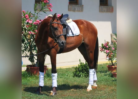 Ungarisches Sportpferd, Wallach, 6 Jahre, 160 cm, Brauner