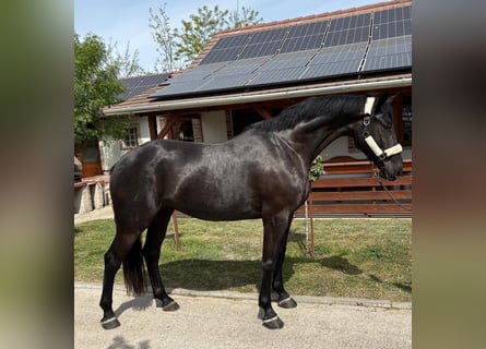 Ungarisches Sportpferd, Wallach, 6 Jahre, 165 cm, Rappe