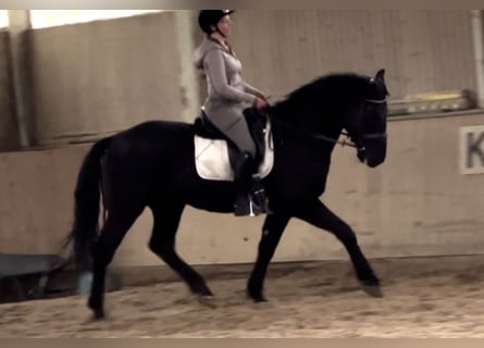 Ungarisches Sportpferd, Wallach, 6 Jahre, 165 cm, Rappe