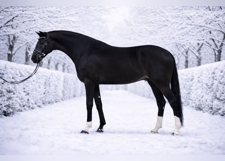 Ungarisches Sportpferd, Wallach, 6 Jahre, 168 cm, Rappe