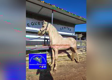 Ungarisches Sportpferd, Wallach, 7 Jahre, 135 cm, Palomino