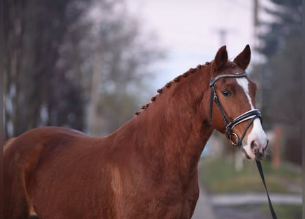 Ungarisches Sportpferd, Wallach, 7 Jahre, 148 cm, Dunkelfuchs