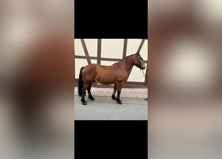 Ungarisches Sportpferd, Wallach, 7 Jahre, 152 cm, Brauner