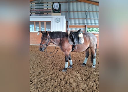 Ungarisches Sportpferd Mix, Wallach, 7 Jahre, 155 cm, Rotschimmel
