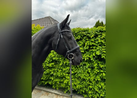 Ungarisches Sportpferd, Wallach, 7 Jahre, 164 cm, Rappe