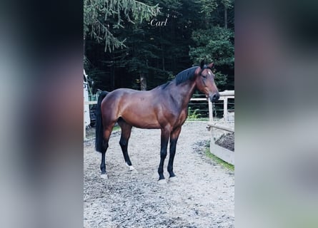 Ungarisches Sportpferd, Wallach, 7 Jahre, 165 cm, Dunkelbrauner