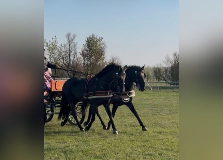Ungarisches Sportpferd, Wallach, 7 Jahre, 165 cm, Rappe