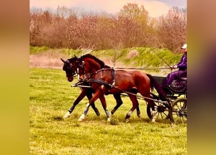 Ungarisches Sportpferd, Wallach, 7 Jahre, 165 cm, Rotbrauner