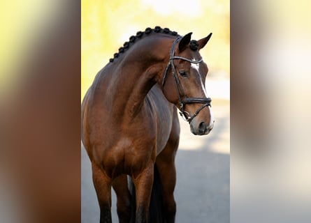 Ungarisches Sportpferd, Wallach, 7 Jahre, 168 cm, Brauner