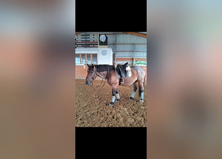 Ungarisches Sportpferd Mix, Wallach, 8 Jahre, 158 cm, Rotschimmel