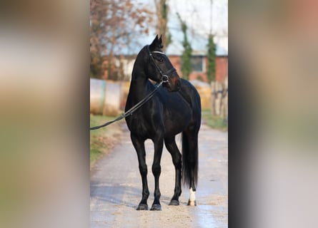 Ungarisches Sportpferd Mix, Wallach, 8 Jahre, 160 cm, Dunkelbrauner