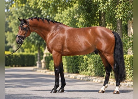 Ungarisches Sportpferd, Wallach, 8 Jahre, 160 cm, Rotbrauner