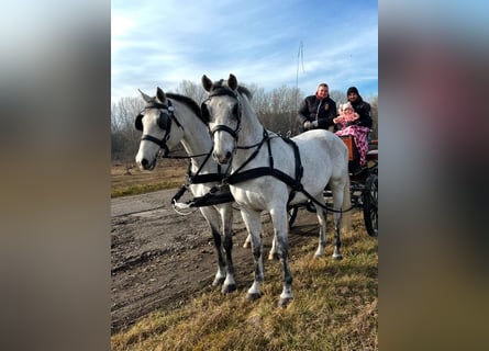 Ungarisches Sportpferd, Wallach, 8 Jahre, 165 cm, Schimmel