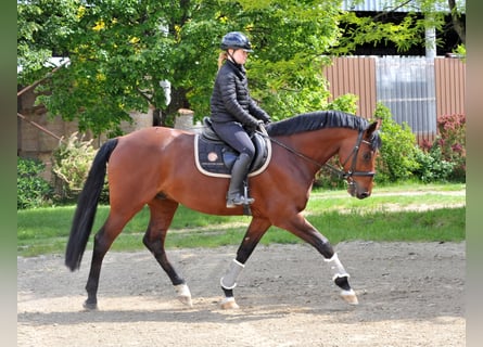 Ungarisches Sportpferd, Wallach, 8 Jahre, 167 cm, Brauner