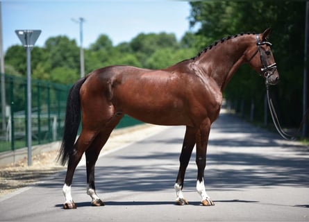 Ungarisches Sportpferd, Wallach, 8 Jahre, 170 cm, Brauner