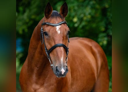 Ungarisches Sportpferd, Wallach, 8 Jahre, 170 cm, Brauner