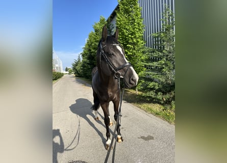 Ungarisches Sportpferd, Wallach, 8 Jahre, 170 cm, Rappe