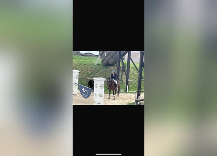 Ungarisches Sportpferd Mix, Wallach, 9 Jahre, 154 cm, Dunkelbrauner