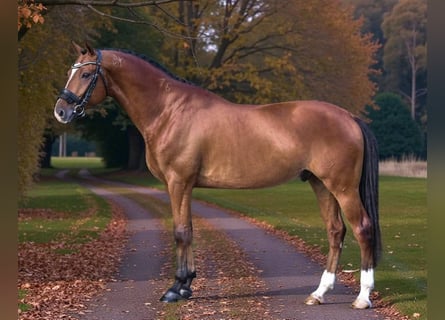 Ungarisches Sportpferd, Wallach, 9 Jahre, 168 cm, Rotbrauner