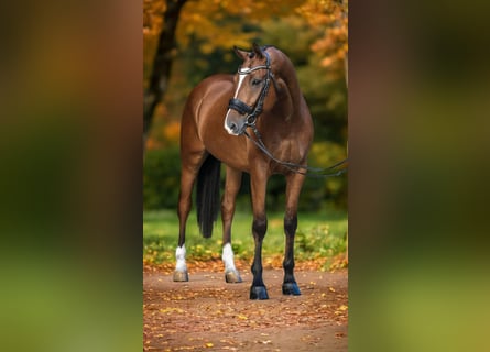 Ungarisches Sportpferd, Wallach, 9 Jahre, 168 cm, Rotbrauner