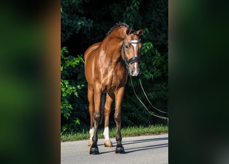 Ungarisches Sportpferd, Wallach, 9 Jahre, 171 cm, Brauner